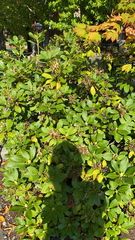 Rhododendron × hybridum