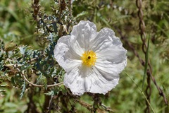 Argemone pleiacantha