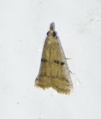 Cacotherapia flexilinealis