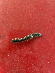 Hemiscolopendra marginata