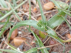 Albuca bracteata