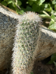 Mammillaria phitauiana