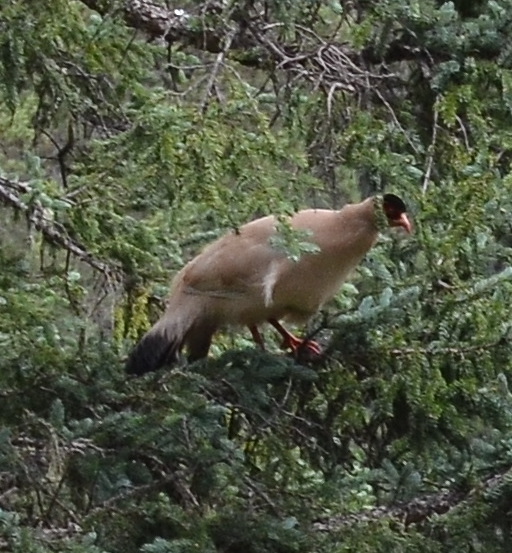 White Eared Pheasant