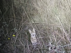 Leptailurus serval lipostictus