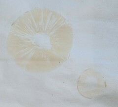 Lactarius vinaceorufescens