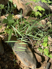 Sphinctospermum constrictum