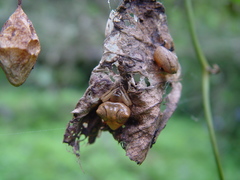 Cyrtarachne inaequalis