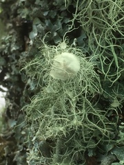Usnea florida