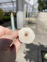 Lepiota cristata