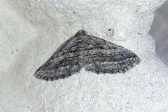 Rhoptria asperaria