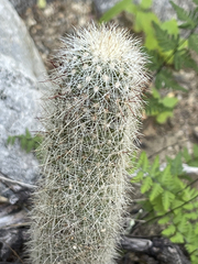 Mammillaria phitauiana