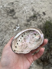 Haliotis cracherodii