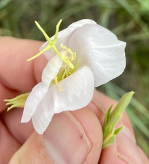 Oenothera nuttallii