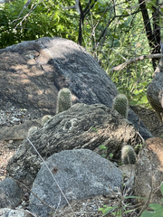 Mammillaria phitauiana