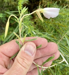Oenothera nuttallii