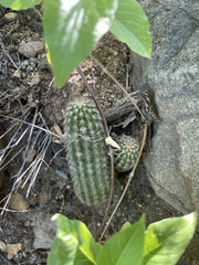 Echinocereus sciurus
