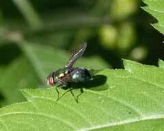 Chrysomya rufifacies