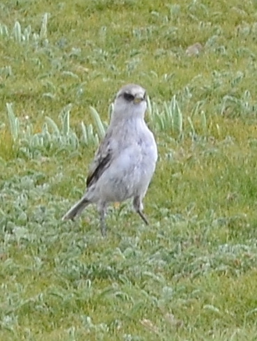 White-rumped Snowfinch