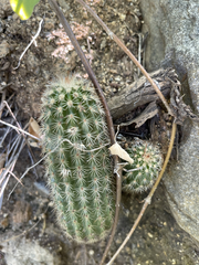 Echinocereus sciurus