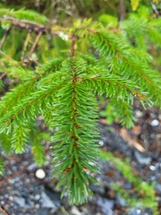 Picea sitchensis