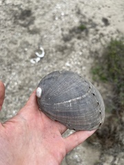 Haliotis cracherodii