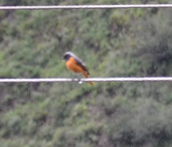 Hodgson's Redstart