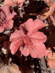 Heuchera