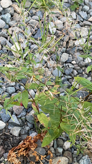 Paederia foetida