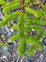 Picea sitchensis