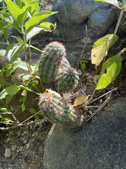 Echinocereus sciurus