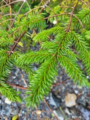 Picea sitchensis