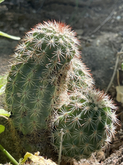 Echinocereus sciurus