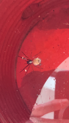 Latrodectus geometricus