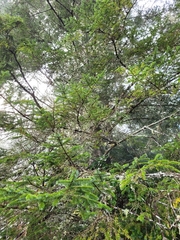 Picea sitchensis