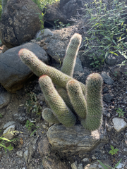 Mammillaria phitauiana