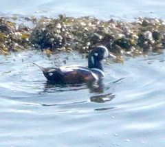 Histrionicus histrionicus