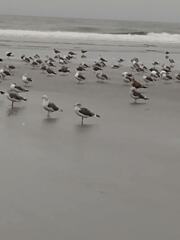 Larus californicus