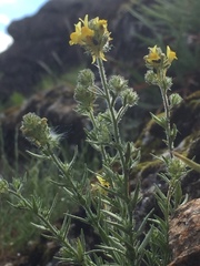 Linaria saxatilis