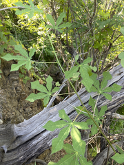 Manihot chlorosticta