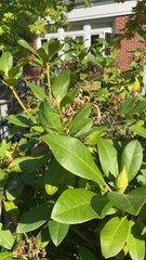 Rhododendron × hybridum