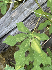 Manihot chlorosticta