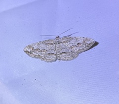 Iridopsis vellivolata