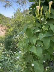Ipomoea scopulorum