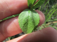 Stevia decumbens