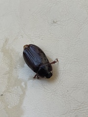 Phyllophaga