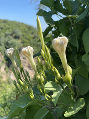 Ipomoea scopulorum