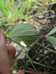 Stevia decumbens