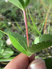 Stevia decumbens