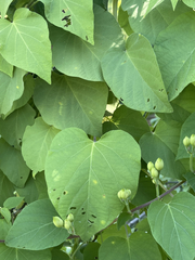 Ipomoea scopulorum