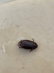 Phyllophaga